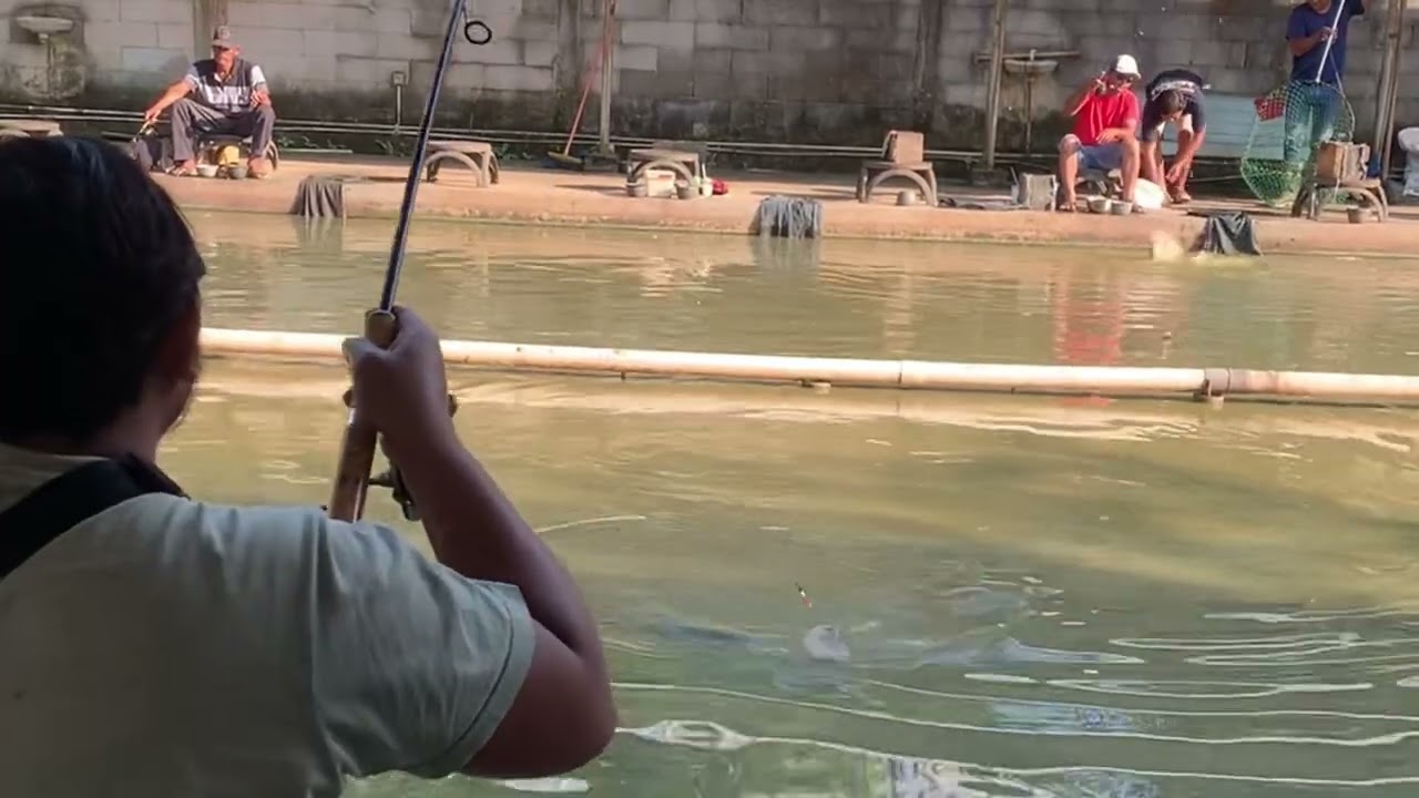 Mancing galatama lele pake telor sapu sapu ikannya pada ngamuk….!!!