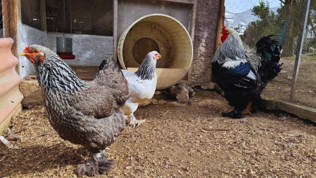SOLTAMOS AS GALINHAS BRAHMA E ANGOLAS PARA COMER AS PRAGAS DA HORTA 