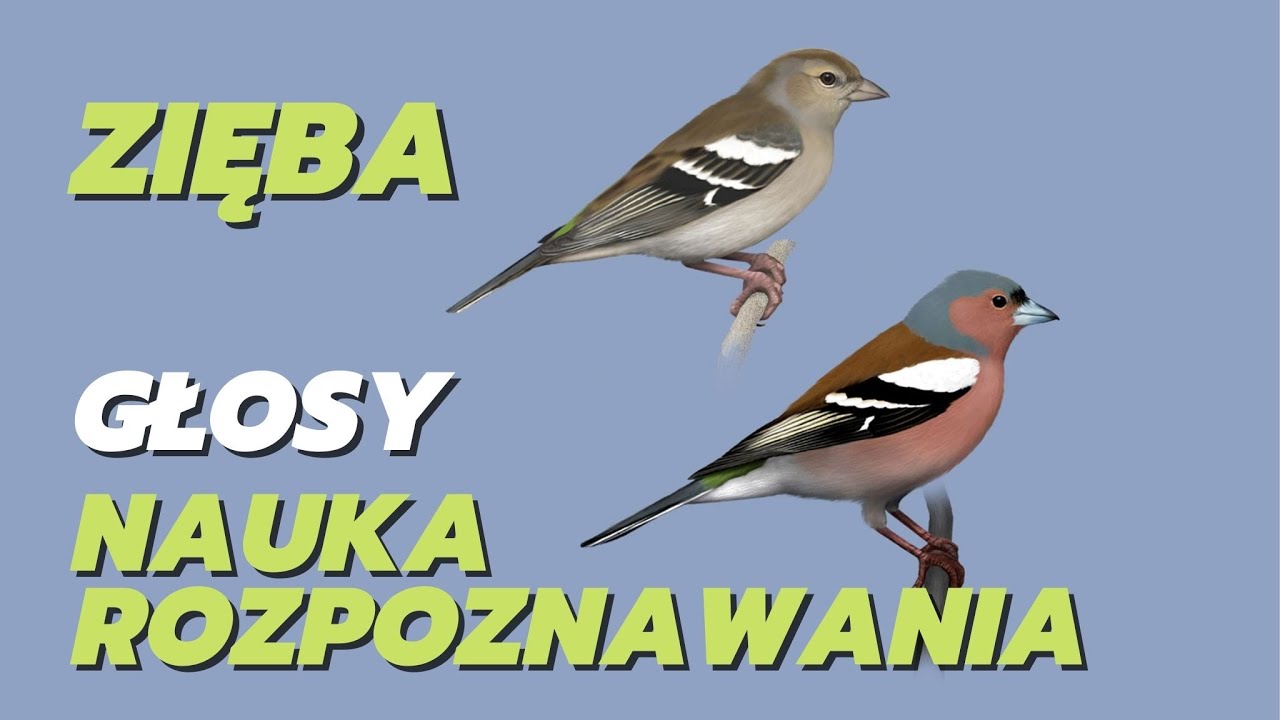 Zięba, piecuszek, trznadel, bogatka &ndash; zgadnij jaki to ptak #ptakipolski #śpiewptak&oacute;w #ptaki