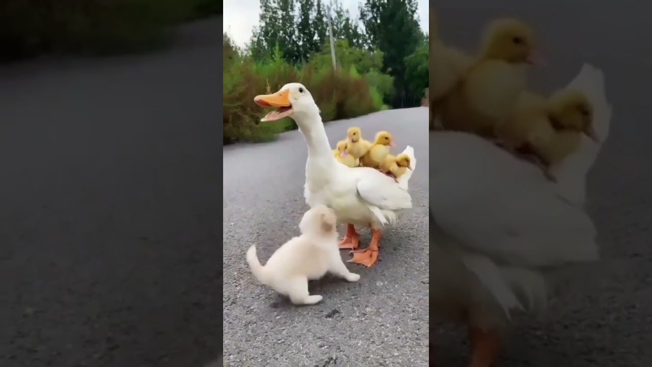 patitos y perrito amigos tiernos