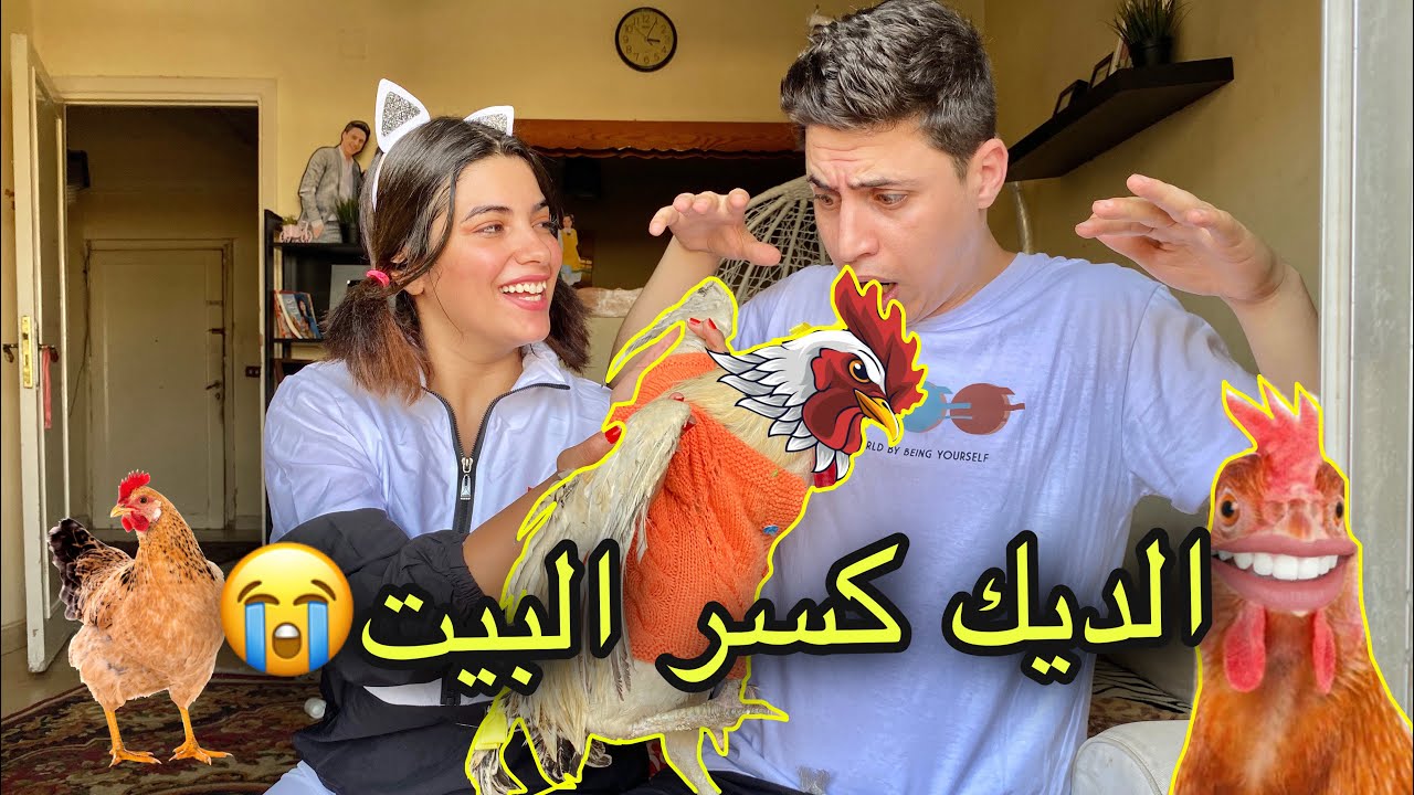 اشتريت فرخه 🐔 وقررت تعيش معانا في بيتنا الجديد 🏡 طردني برا🤬