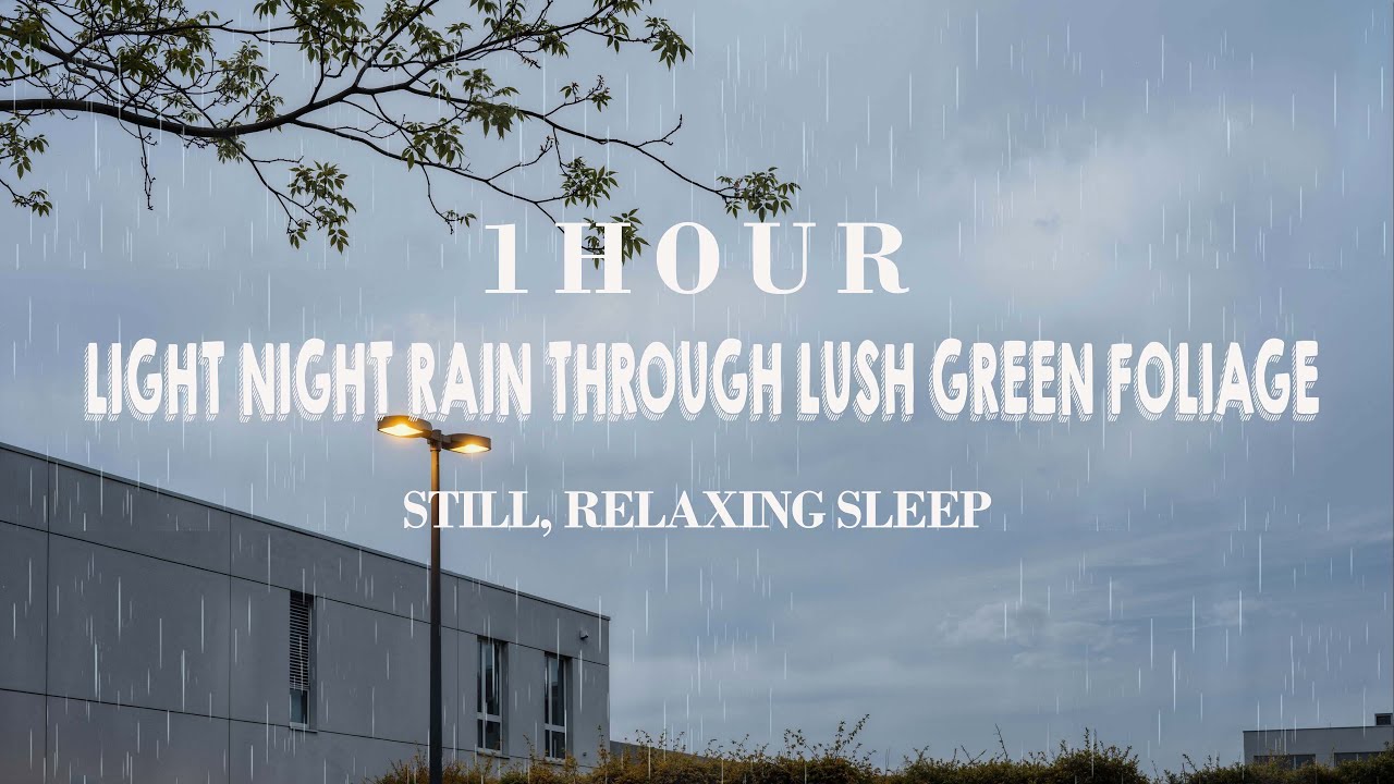 Soft Natural Rain Sounds for Still, Relaxing, Undisturbed Sleep | ASMR