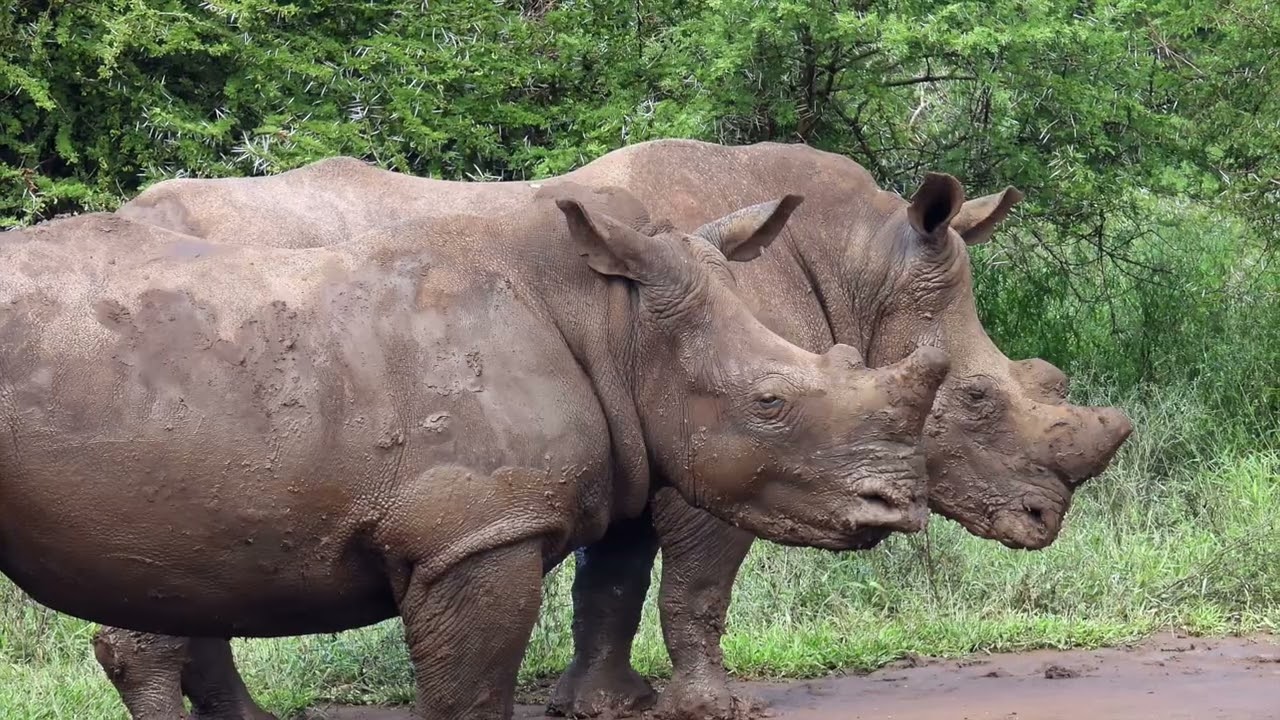 Wild & Unedited Safari in Hluhluwe-iMfolozi Park | Big 5 Territory with R62AdventureTours