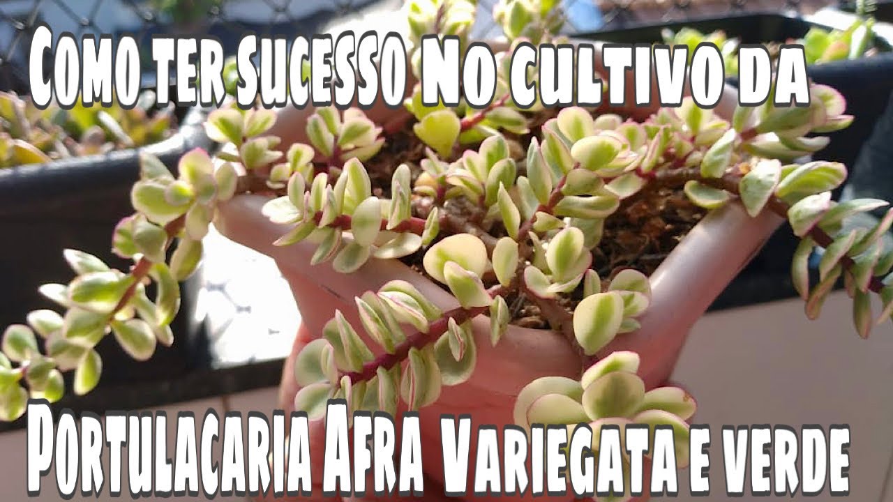 Portulacaria Afra Variegata e Verde | Como ter sucesso no cultivo dessa suculenta?