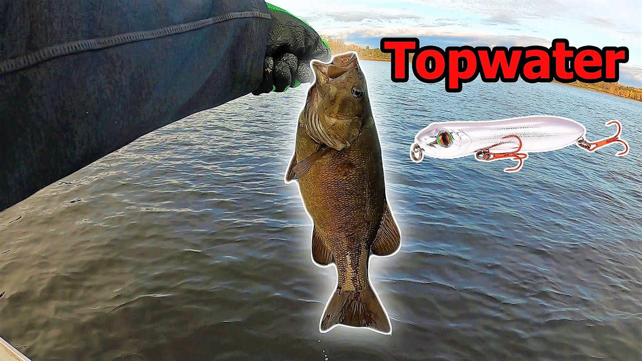 Unexpected Topwater Feeding Frenzy in Late Fall (Topwater Walking Baits)