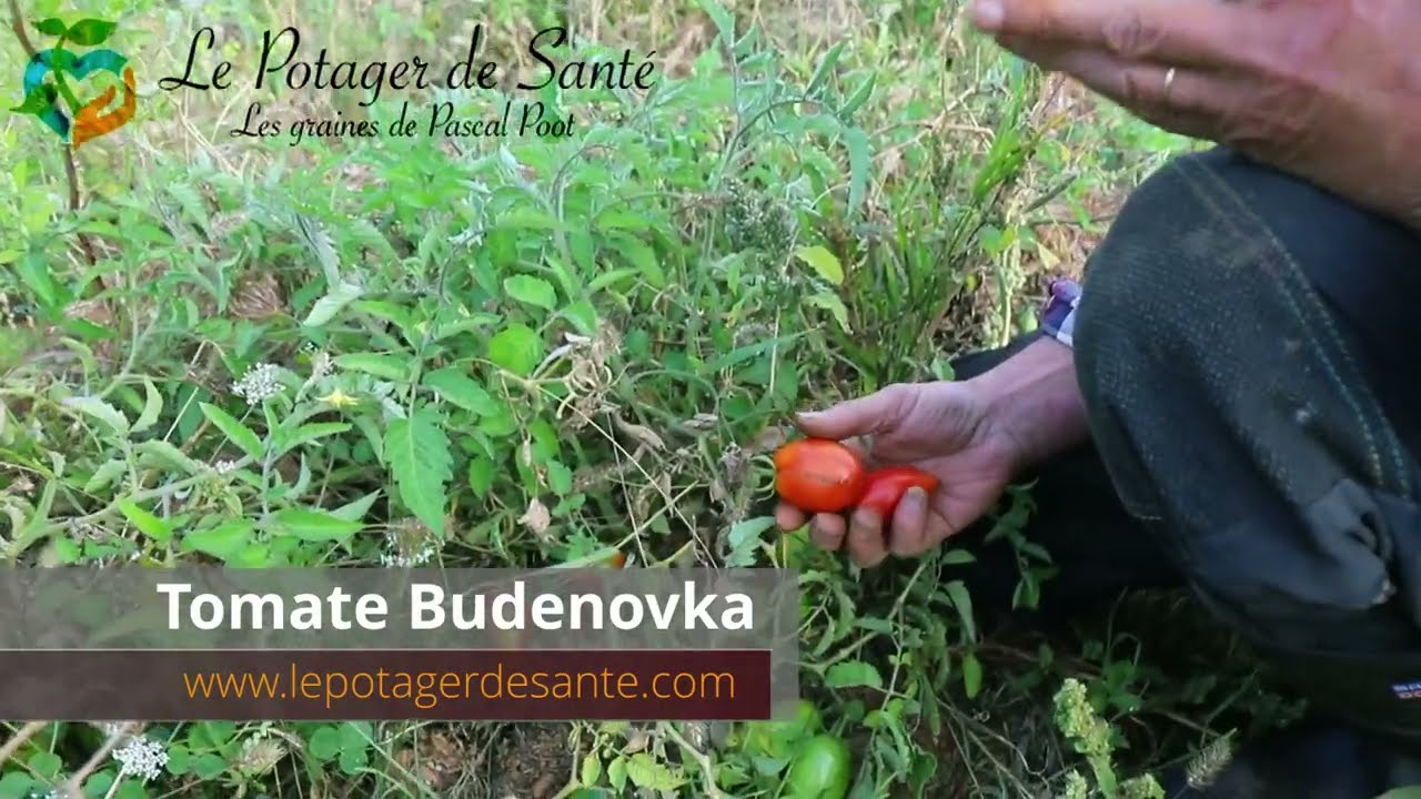 Tomate Budenovka, la Cornue des Andes précoce !