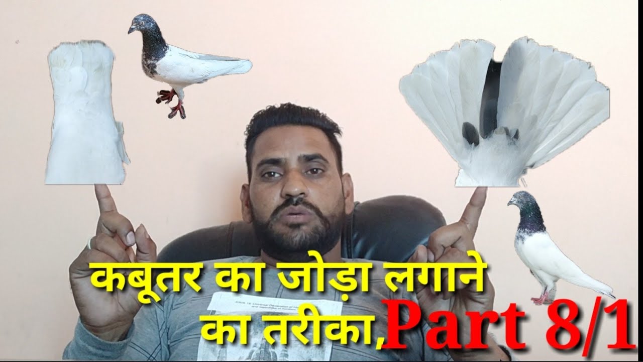 Kabutar ka joda lagane ka tarika Part 9