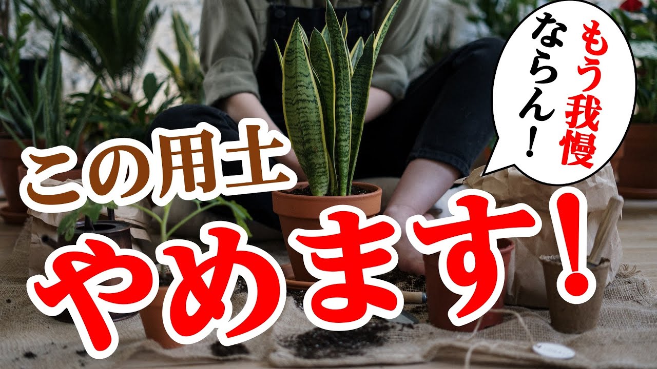 コバエの悩み解消！観葉植物は必ず植え替えます【室内園芸】