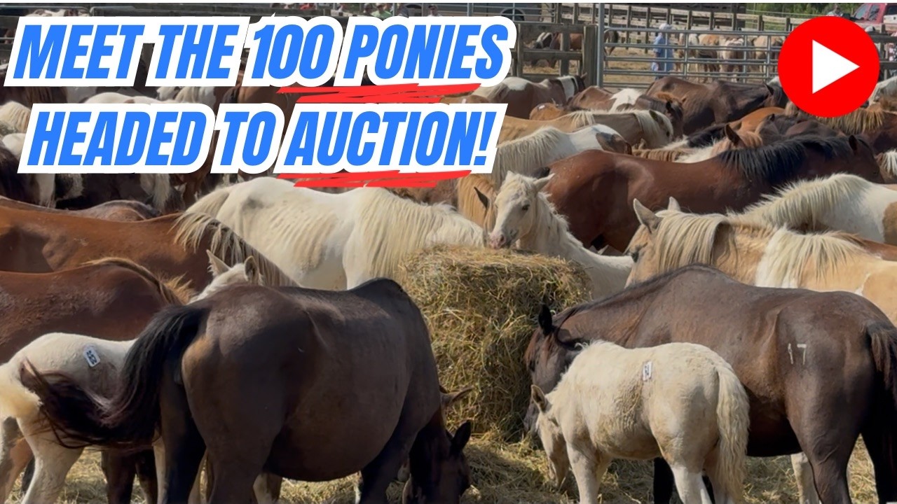 What It Takes to Swim: Auction Pony Evaluations