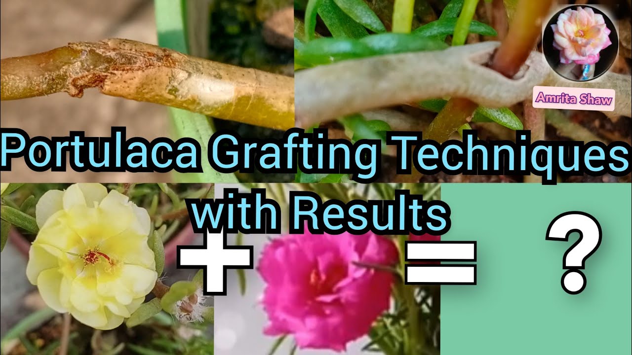 How To Graft Portulaca / Easy Moss Rose grafting techniques 2 -way/ Grafting ideas and tricks.