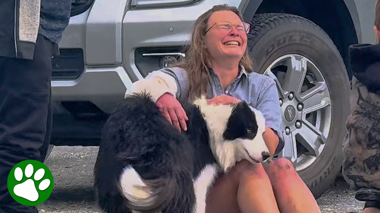 Dog Reunites With Best Friend After 7 Days Alone In The Wild ❤️ 🥹