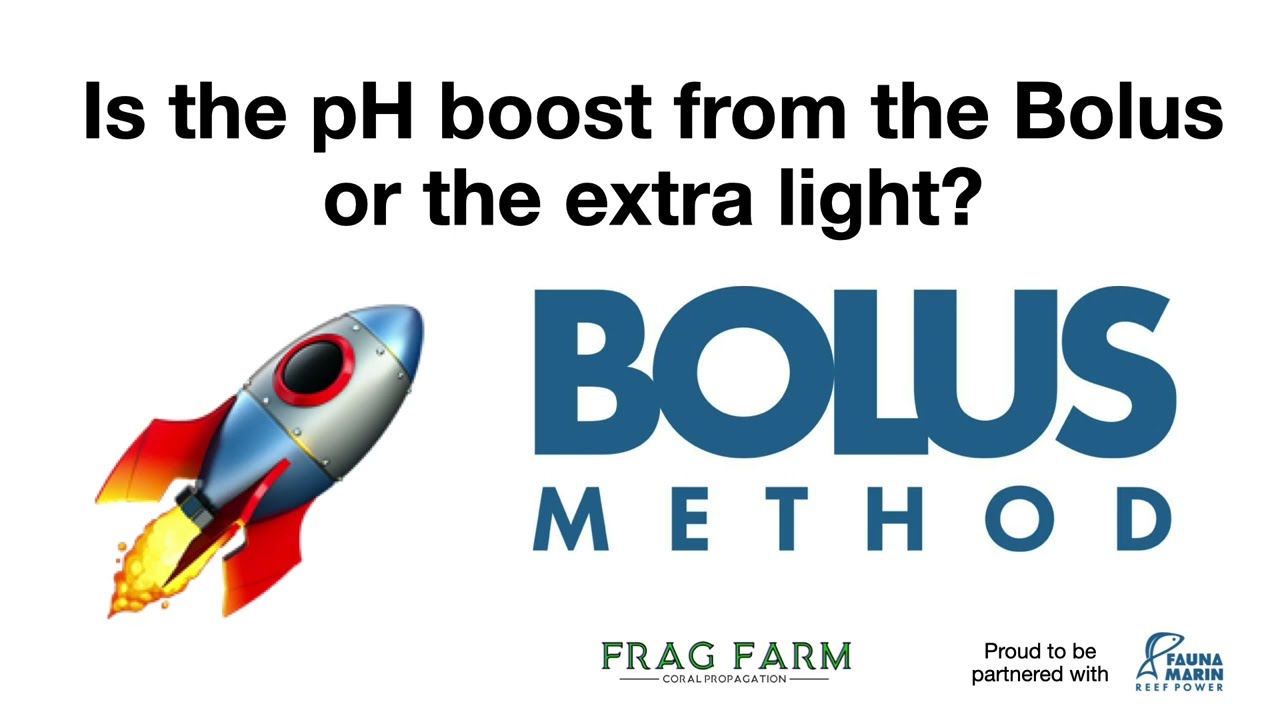 Does the Bolus dose raise pH or is it the lights (Solus period)? Let's find out.