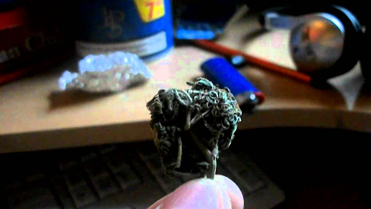 Nice Bud ! [HD]