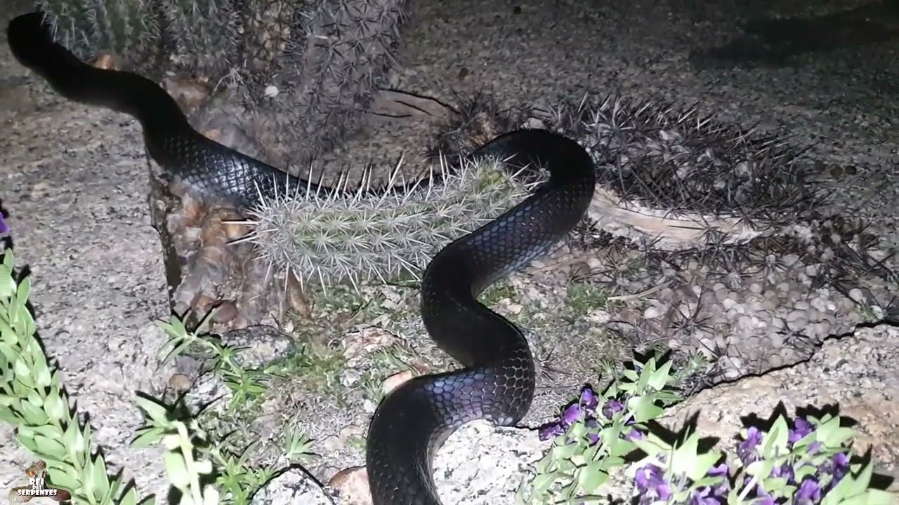 COBRA PRETA COMENDO OUTRA COBRA PRETA EXCLUSIVO