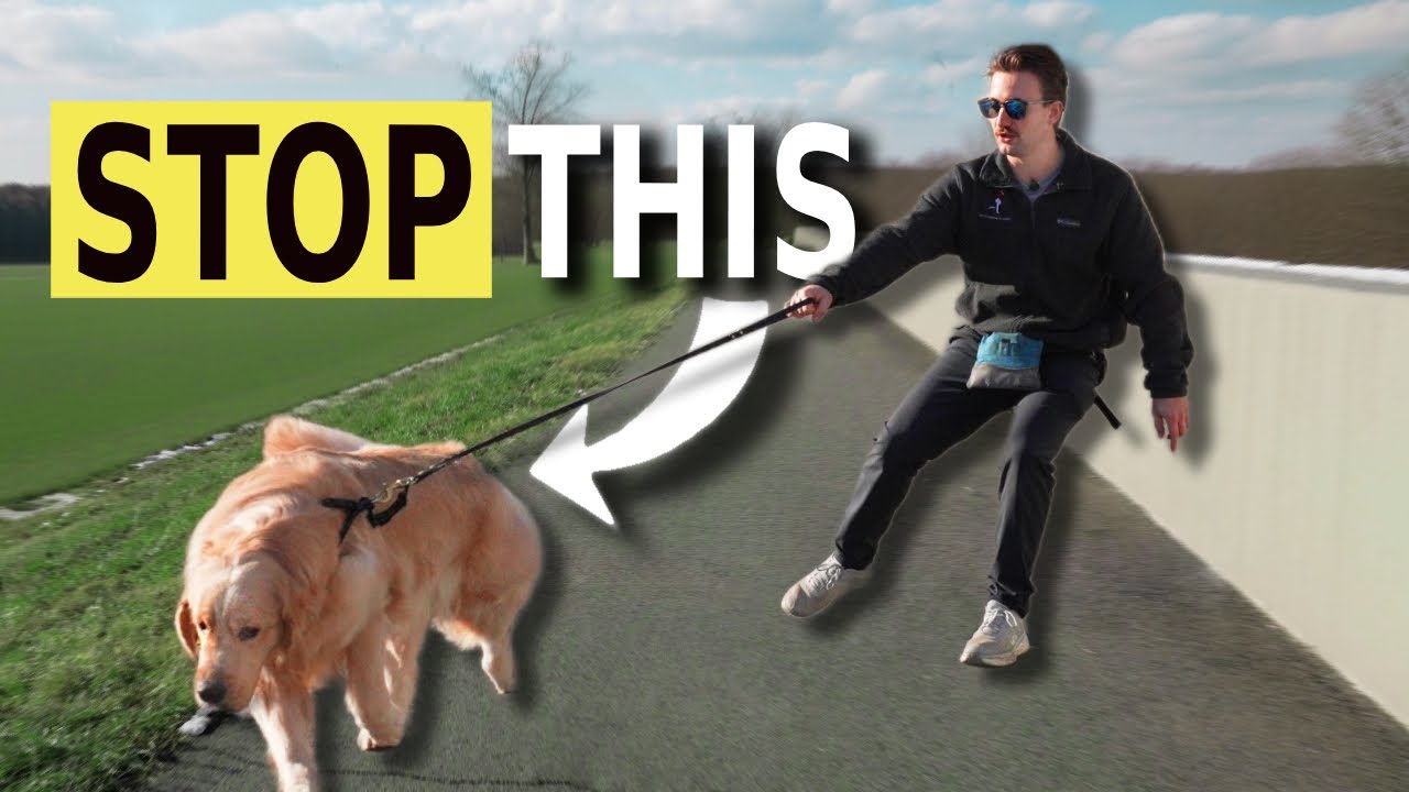 Stop Leash Pulling FOREVER!!!