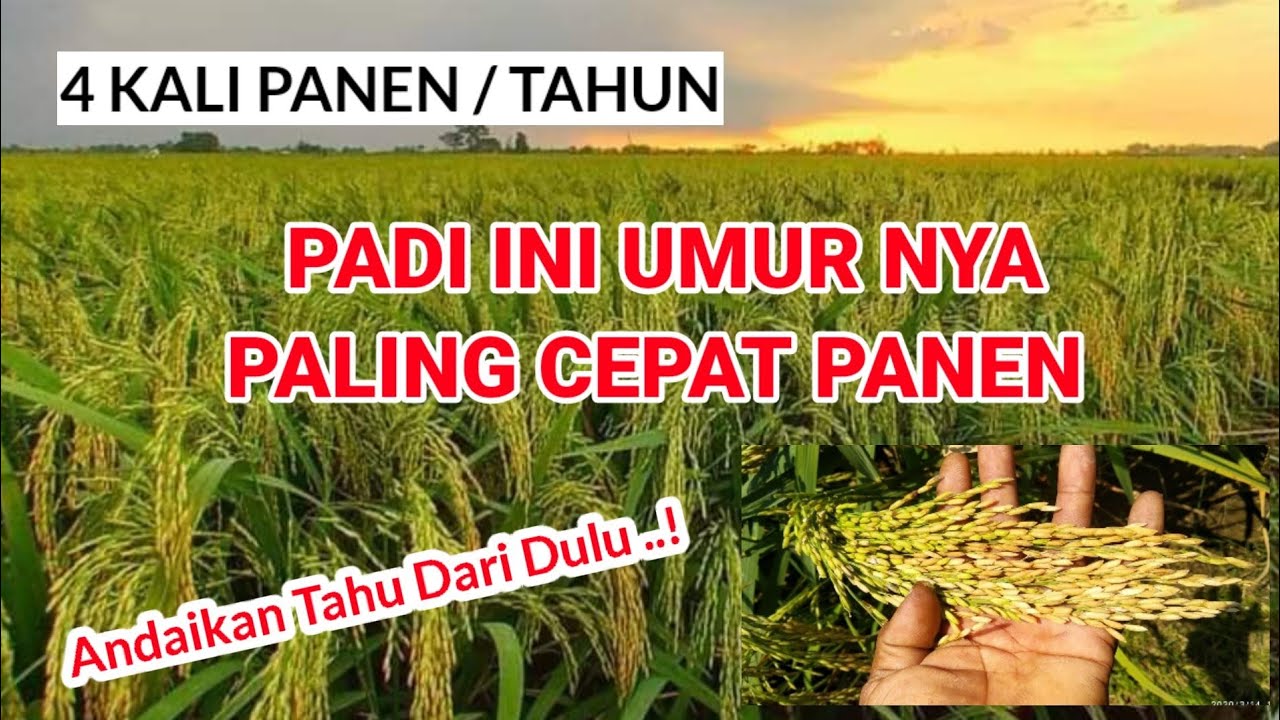 PADI P08, UMUR SUPER GENJAH TOLERAN KEKERINGAN #P08_Ug #CepatPanen