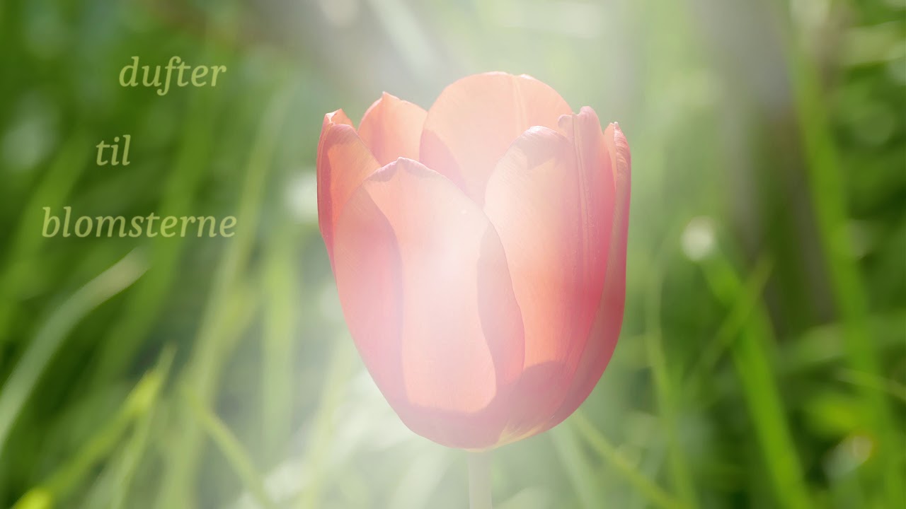 Blomsternes Hvisken: musik for indre fred og afslapning (dansk for&aring;rshave, originalt v&aelig;rk, 4K)