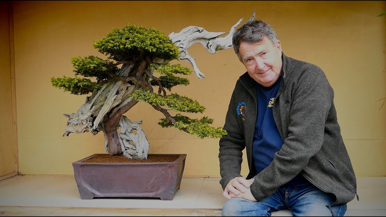 Repotting the big Yew