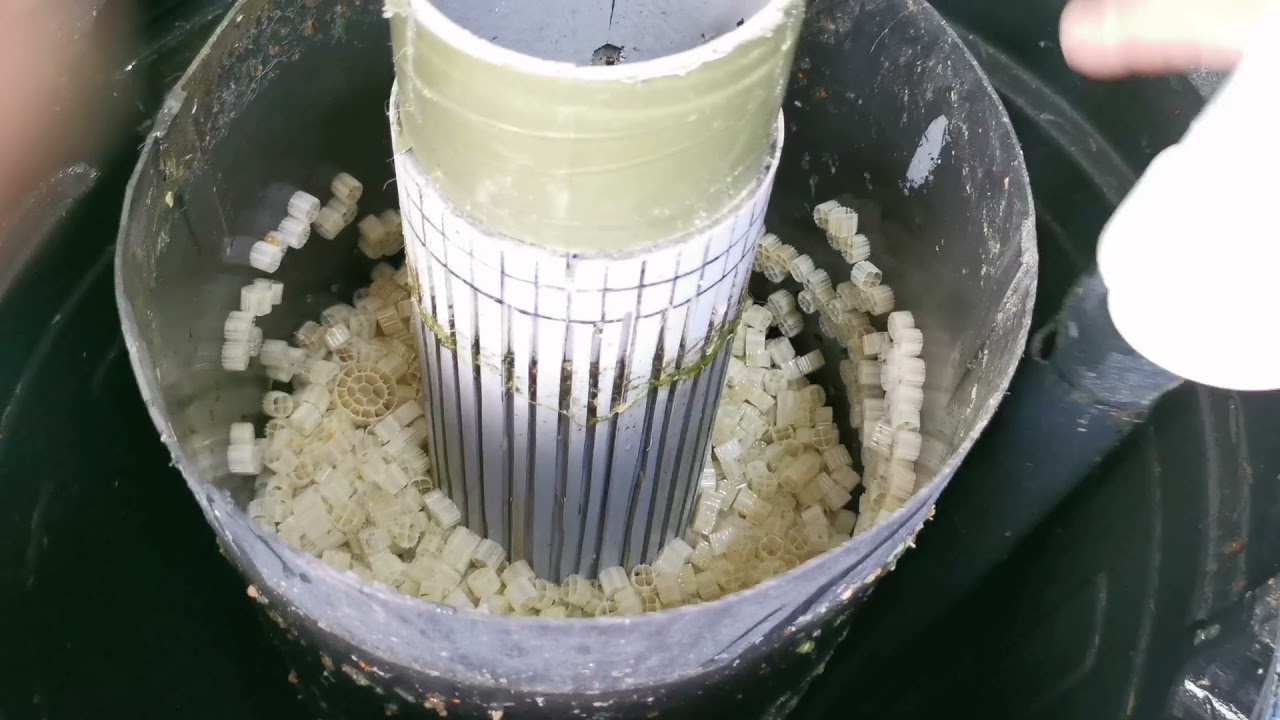A Tour of My Homemade Easypod For HEATHROW KOI