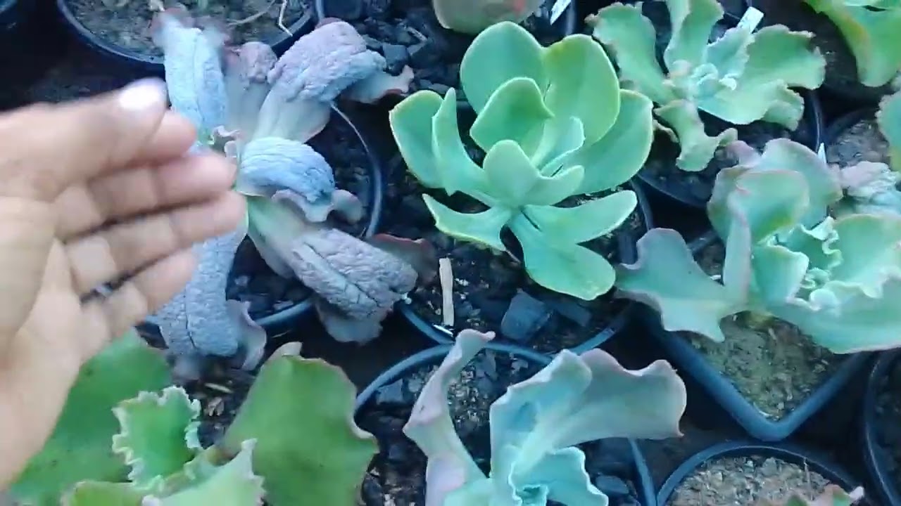 A poda fez muito bem pra elas, já estão enraizando😍😍😍  mudinhas, muito feliz com o resultado!