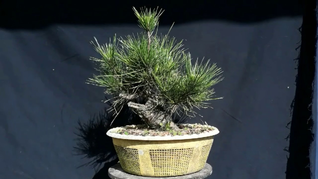 Pr&eacute;-Bonsai - Kuromatsu Shohin