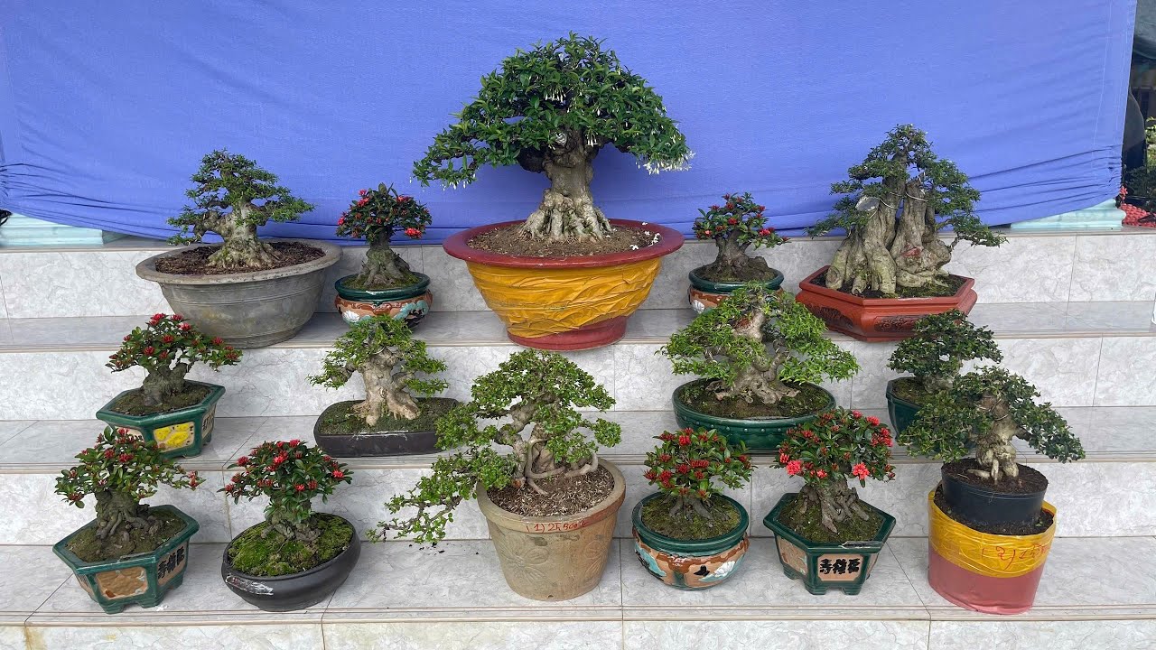 Ngày 05/02/2026 Giao lưu Mai Chiếu Thủy, Sam Núi Trái, Trang Sen Nhật #0836465237