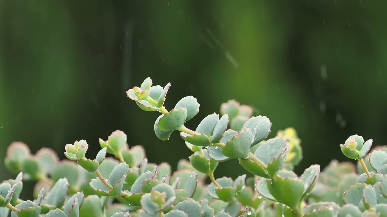 The Best 3.5 Hour Rain Sounds For Focus, Relaxing and Sleep - NO ADS  #relaxation #sleepmusic