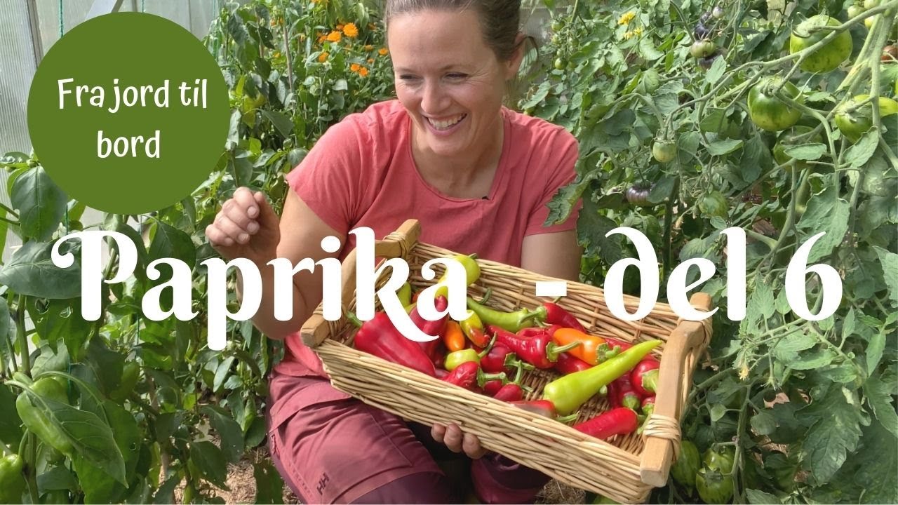 Paprika fra jord til bord - del 6 | Høsting og stress-utfordringer hos plantene
