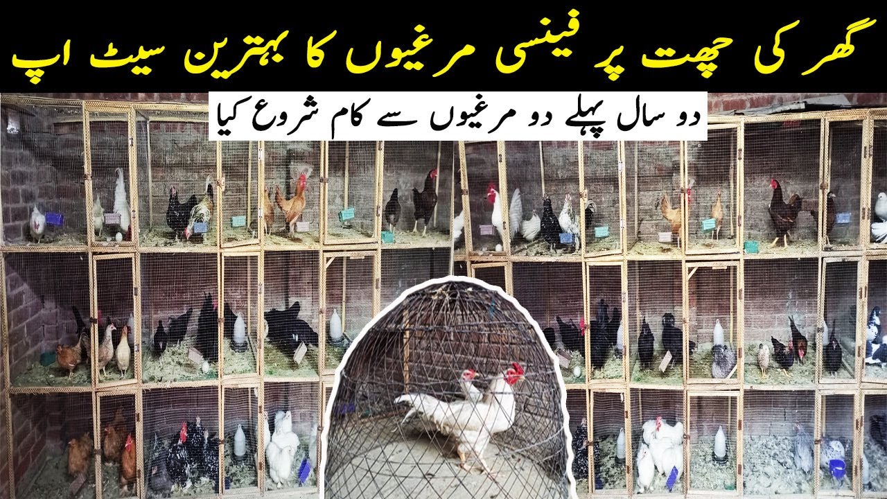 Visit Sheikh Waleed Fancy Hens Setup || Beautiful Fancy Hens in Pakistan || Birds Farming