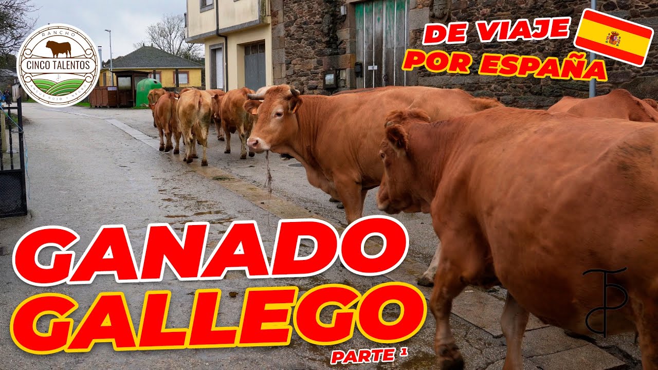 DE VIAJE POR ESPAÑA: CONOCIENDO A UN GANADERO GALLEGO | PARTE 1 | Rancho Cinco Talentos