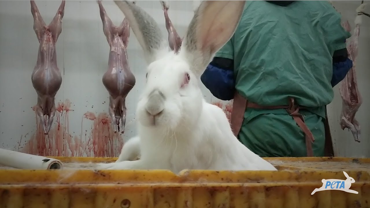 Oponte a la crueldad hacia los conejos y elige nunca usar piel