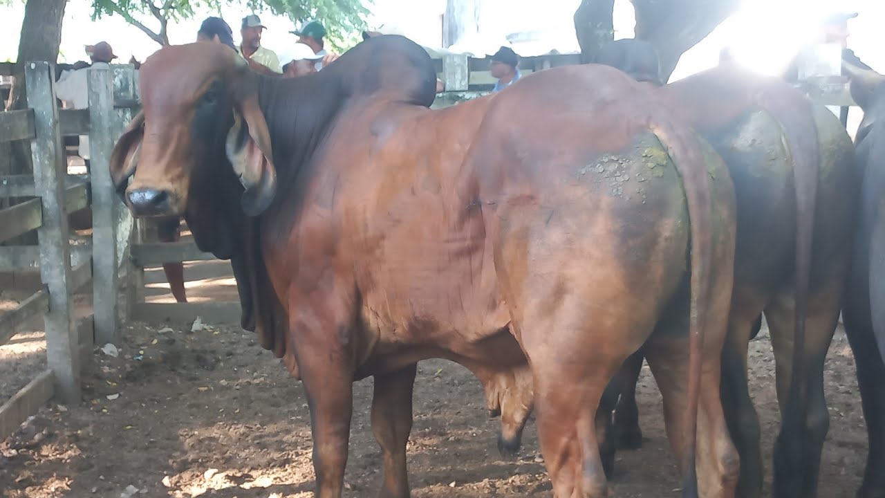 Feira de gado em canafistula de Frei Damião Alagoas 09/03/26#nordeste 