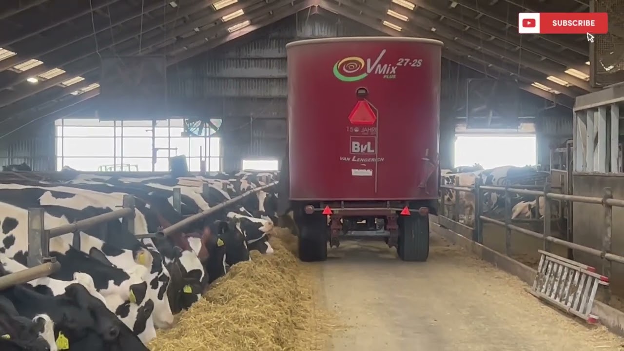 Feeding seek cows and dry cows | Denmark | cow farm