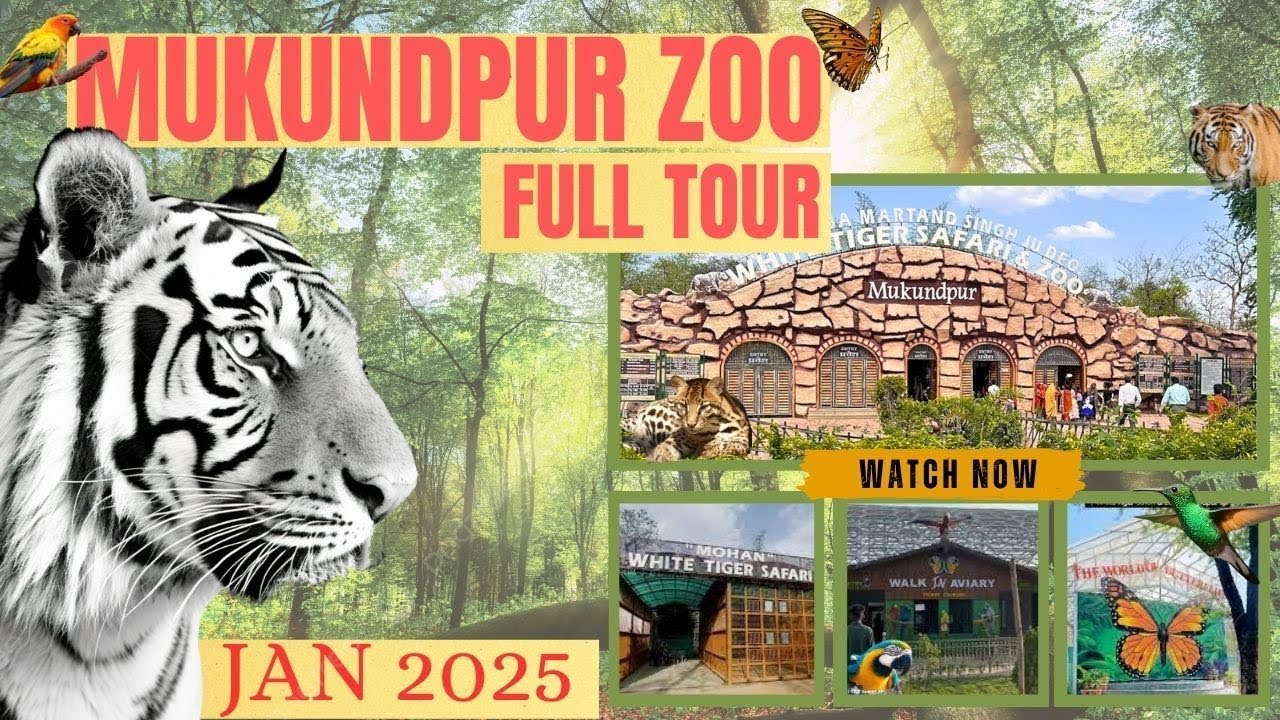 व्हाइट टाइगर सफारी, मुकुंदपुर ll WHITE TIGER SAFARI, MUKUNDPUR, SATNA ll #whitetigersafari  #zoo