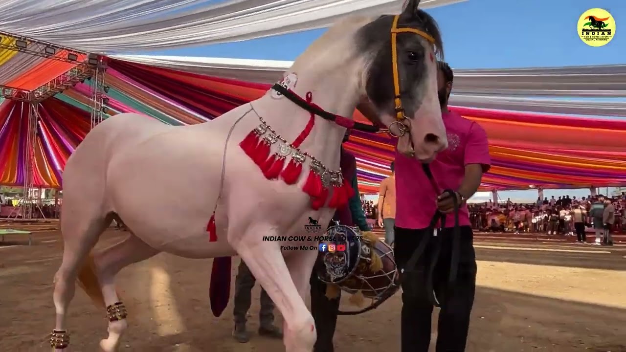 Sarng kheda horse dance 1st nabr winner Hema ghodi#horse #like #meldi 