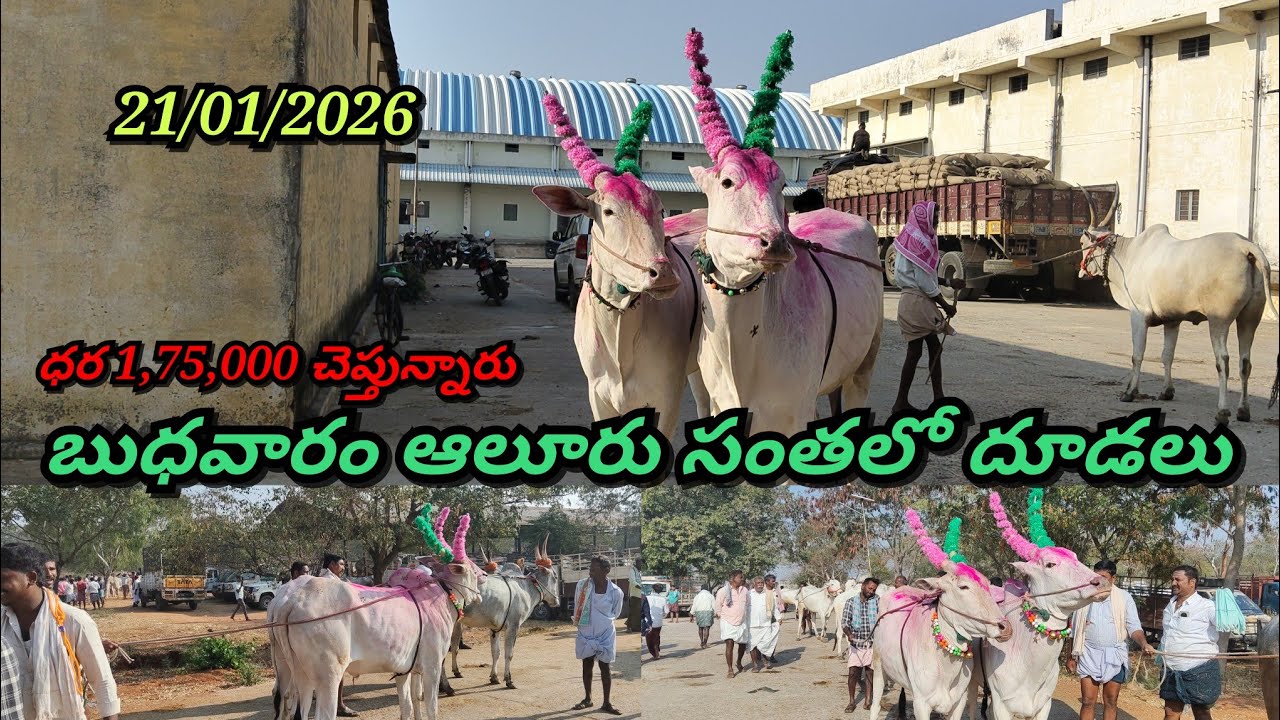 21/01/2026 బుధవారం ఆలూరు సంతలో బెనకల్ రుద్రప్ప అన్నగారు దూడలు ఏ విధంగా ఉన్నాయో చూడండి ఫ్రెండ్స్