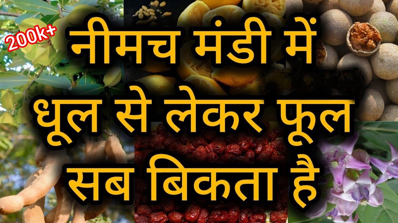नीमच मंडी की औषधि मंडी में धूल से लेकर फूल सब बिकता है। फूल, छिलका, पत्ते, जड़ । Neemuch mandi bhav