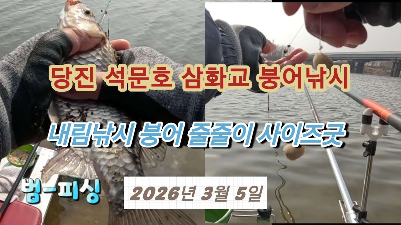당진 석문호 삼화교 붕어낚시 내림낚시 에 붕어 마리수 사이즈 굿~