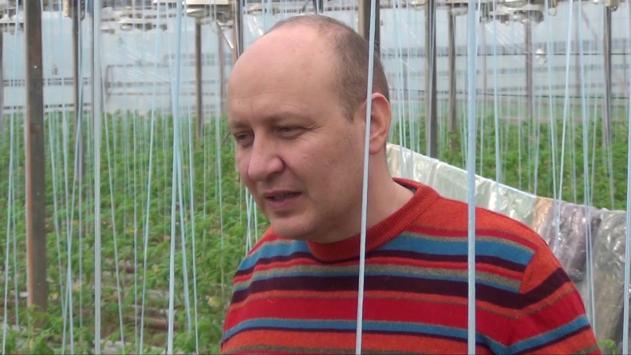 Опыление и уход за томатом 