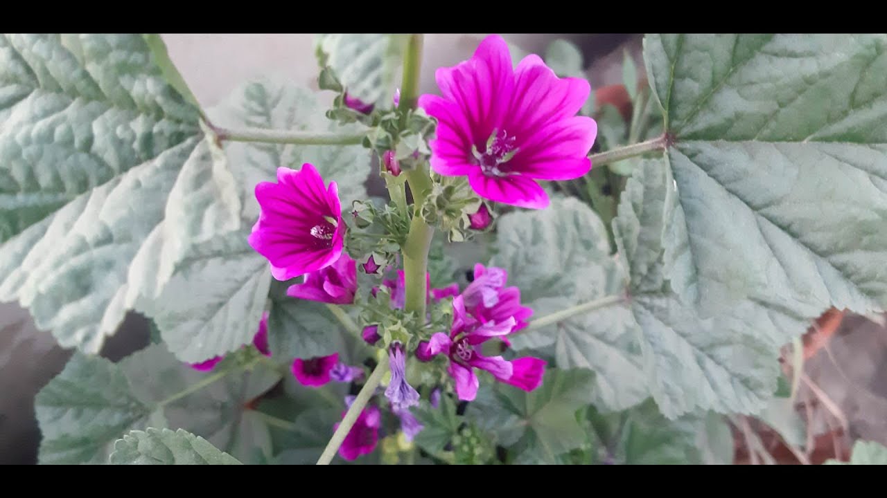 Winter Flower | French Mallow (Malva - Sylvestris) |  Tips To Grow Hollyhocks From Seeds In Pot