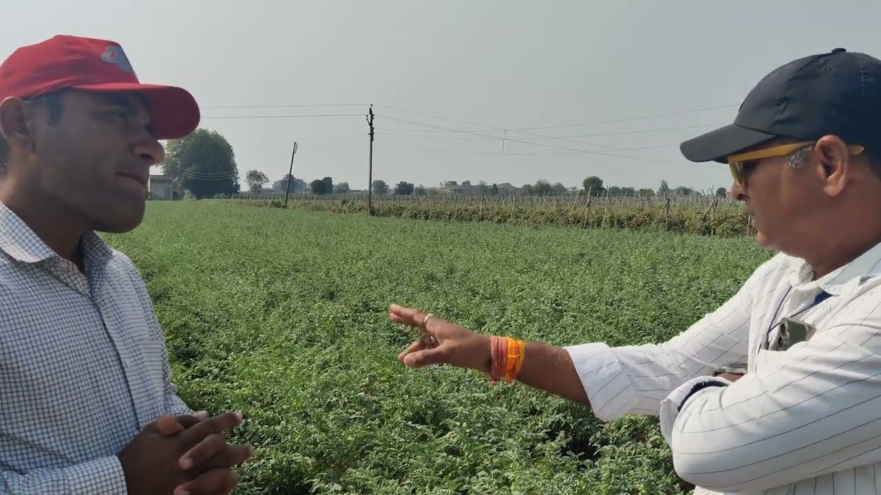 डालर चने की फसल जो शुरु से लेके अंत तक बोहोत हि शानदार फ़सल