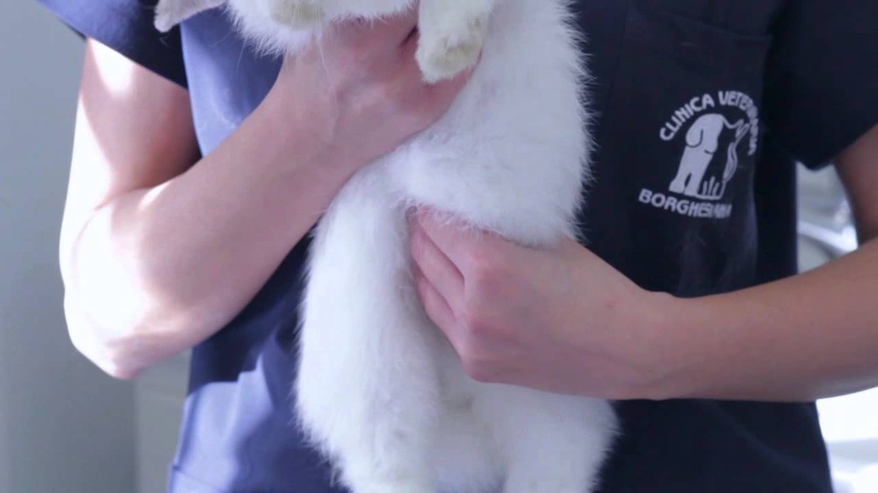 STERILIZZAZIONE DELLA CONIGLIA - clinica veterinaria borghesiana - Roma