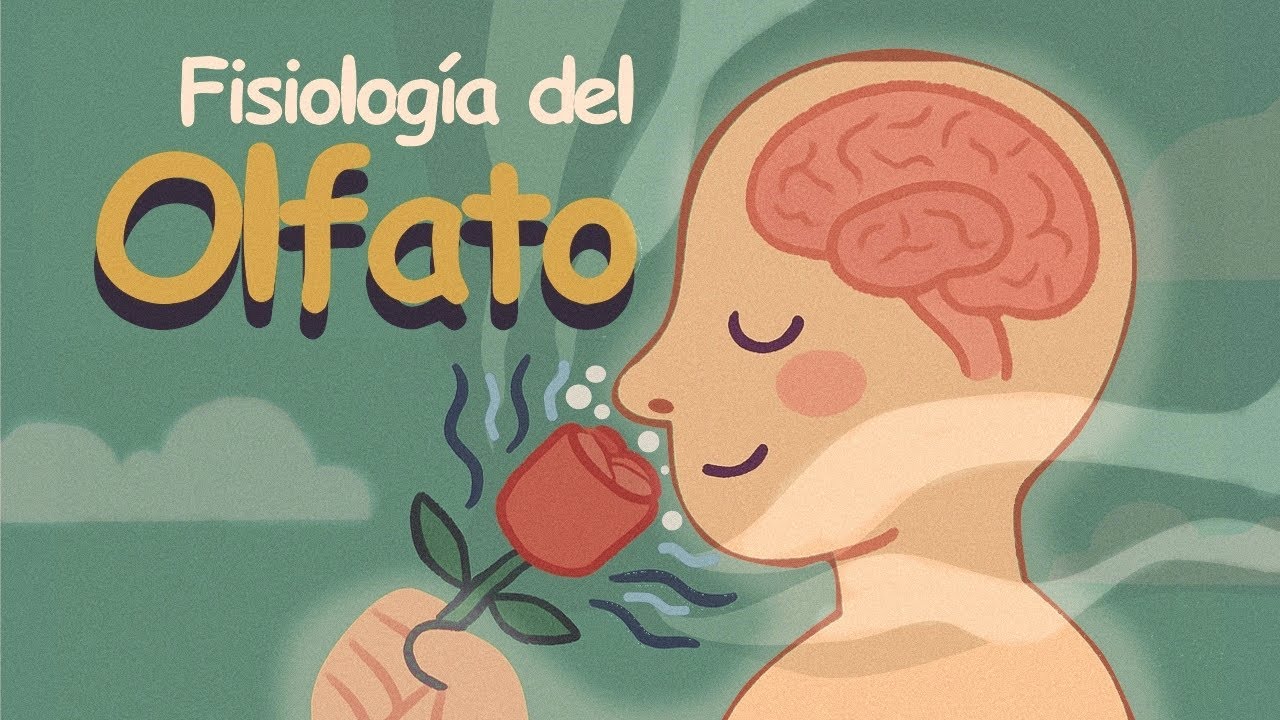 ✅Así funciona el OLFATO (animación)