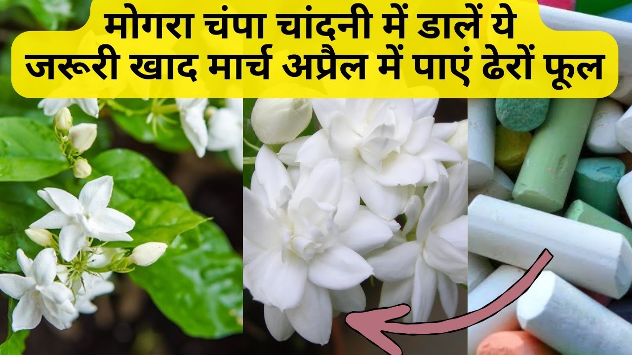 Jasmine family plant care tips!! Increase flowering in mogra 