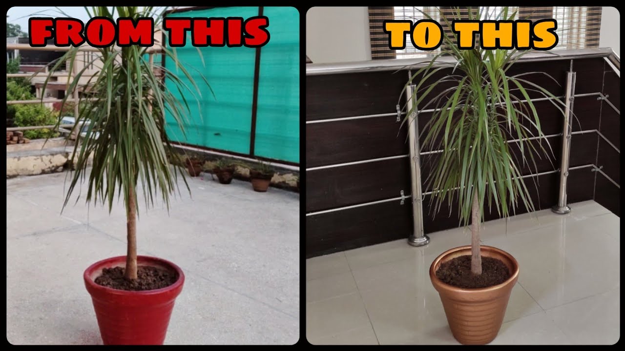Painting my red planter to copper gold with silglow artisan paint- how to paint pots (گملا)