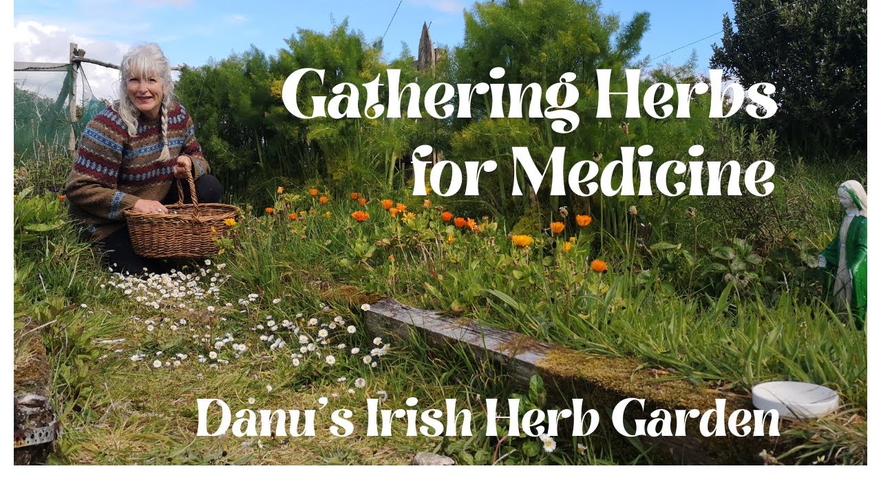 Gathering Herbs for Medicine