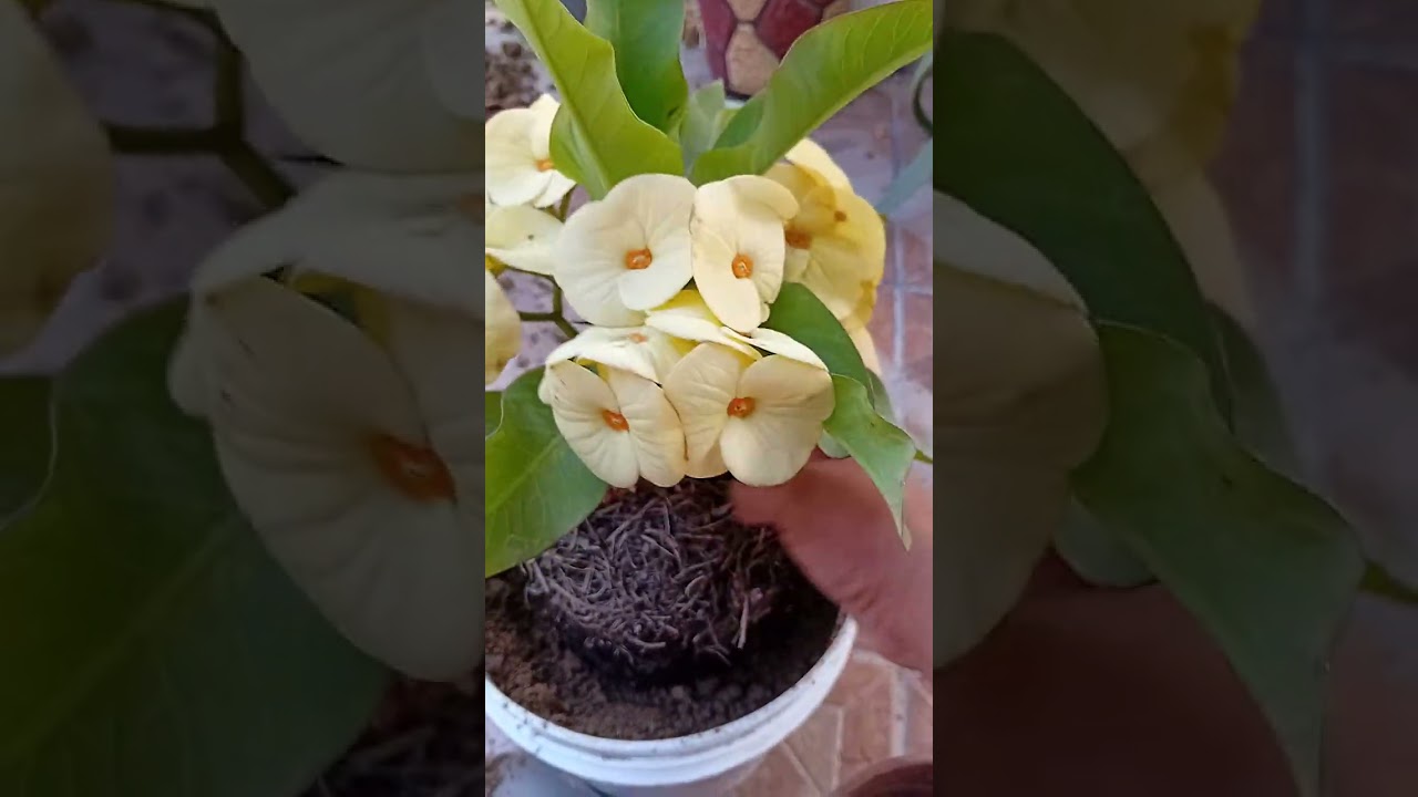 Trasplantando mis flores en macetas nuevas