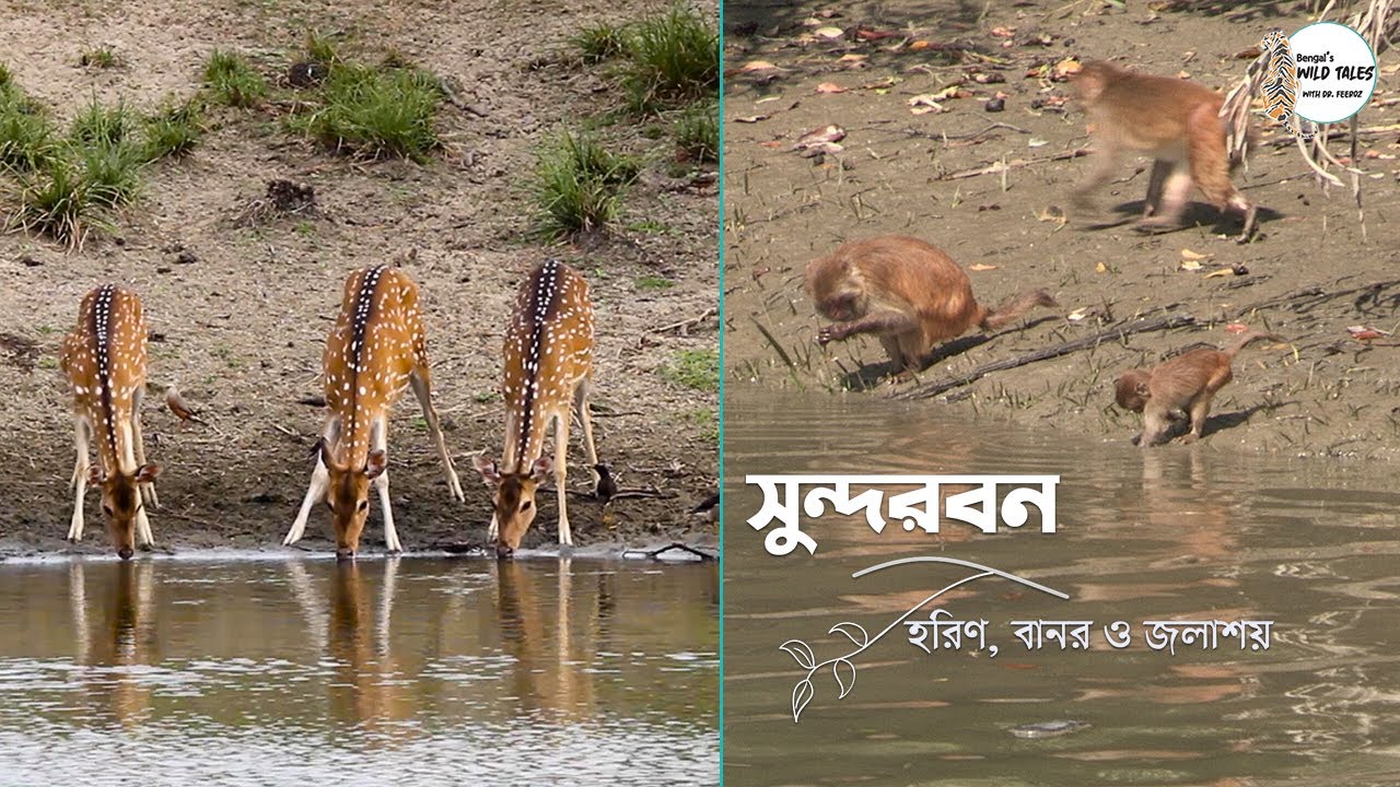 সুন্দরবন: পর্ব-৭ | হরিণ, বানর ও জলাশয় || Sundarbans: EP-7 | Deer, Monkey and Pond