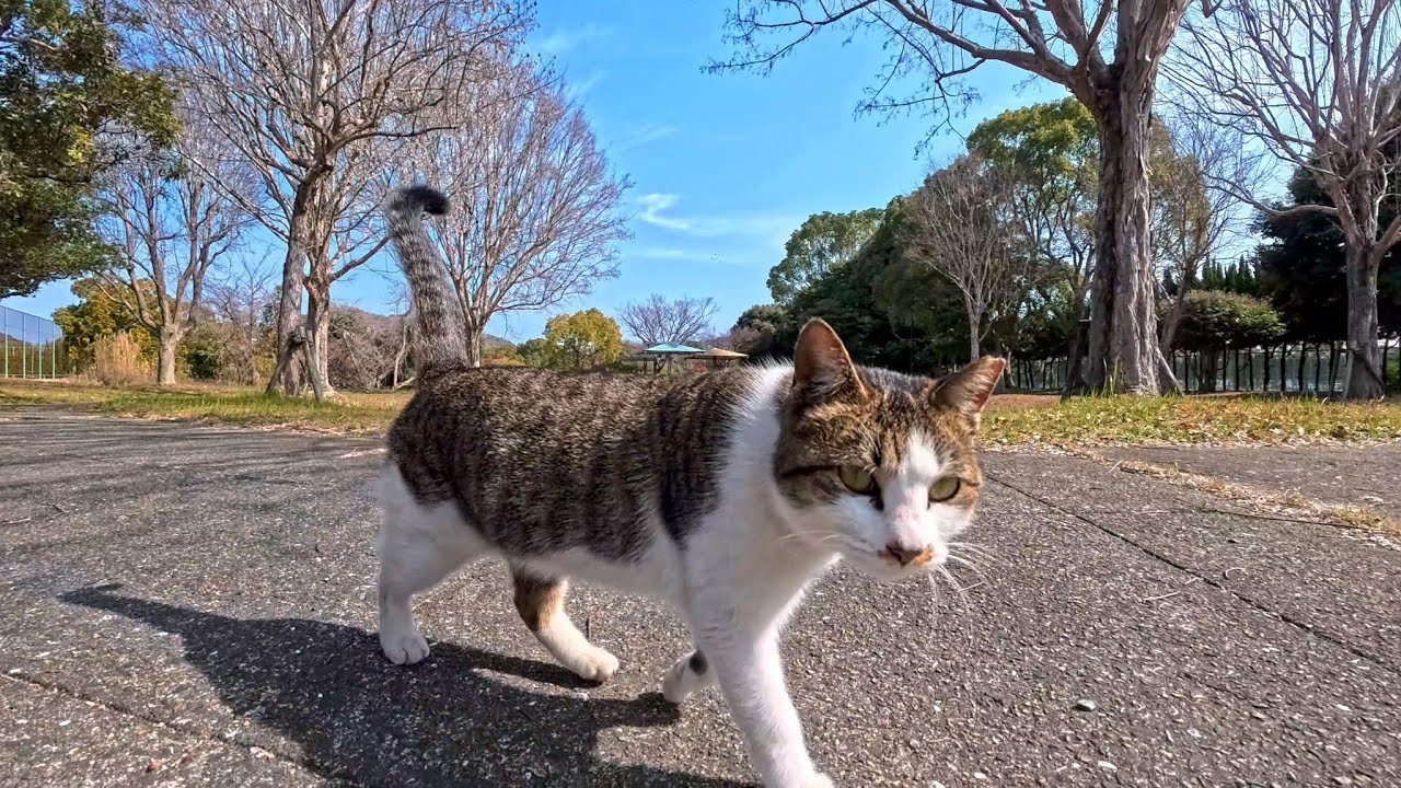 公園に行ったら…猫がまっすぐこっちに歩いてきた瞬間が尊すぎた🐱