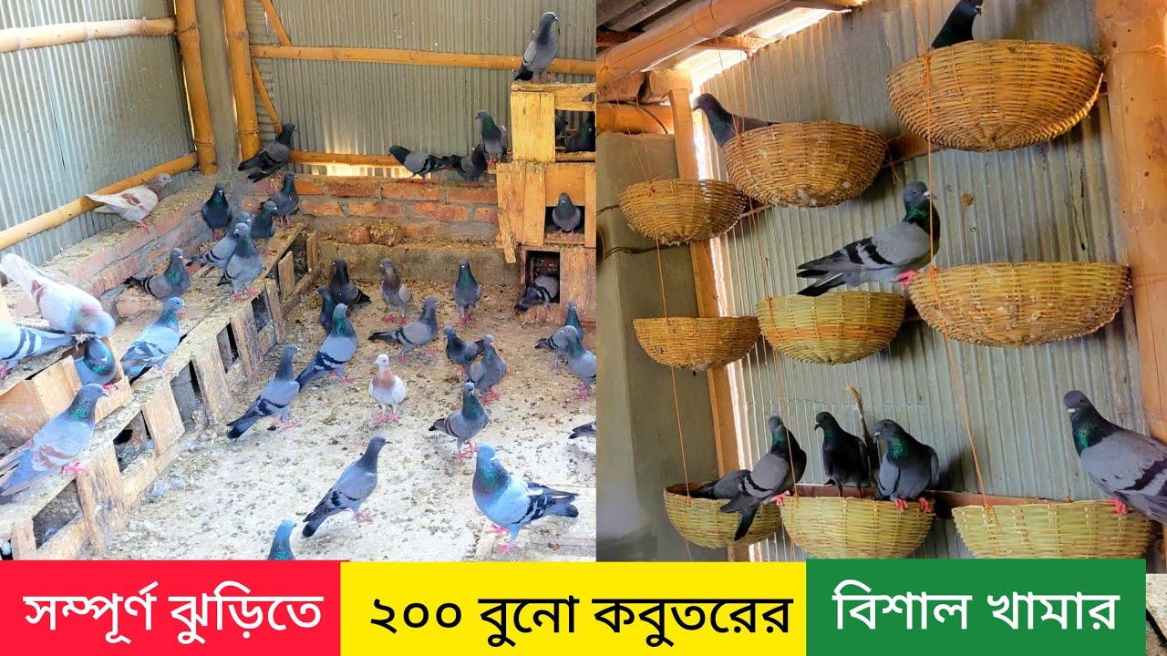 স্বল্প খরচে সম্পূর্ণ ঝুড়িতে  ২০০ টি জালালি কবুতর পালন এবং আয় ও ব্যয় এর হিসাব সম্পর্কে জানুন। kobutor
